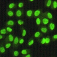 FEN1 Mouse Monoclonal Antibody