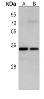 NANOG Mouse Monoclonal Antibody
