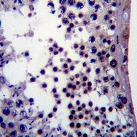 NANOG Mouse Monoclonal Antibody