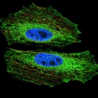 BMI1 Mouse Monoclonal Antibody