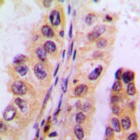 Cytochrome P450 3A4/5 Rabbit Polyclonal Antibody