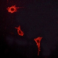 Endothelin A Receptor Rabbit Polyclonal Antibody