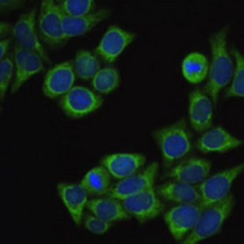 ECHS1 Rabbit Polyclonal Antibody