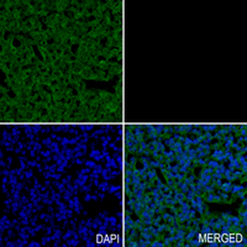 PAX6 Rabbit Monoclonal Antibody