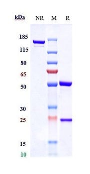 CTLA-4/CD152 Antibody