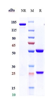 IL-17/IL-17A/CTLA-8 Antibody