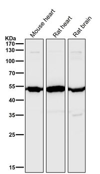 Angiopoietin 2 Rabbit mAb Antibody