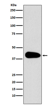 PAR6 Rabbit mAb Antibody