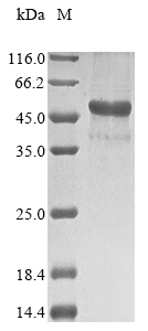 Bacteria Olea europaea Pollen allergen Ole e 7 protein