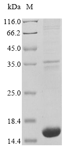 Plant Amylomyces rouxii Chitin deacetylase protein