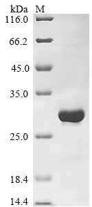 Human SYNGAP1 protein