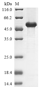 Human NANOG protein