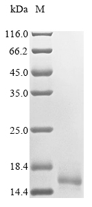 Animal hyperglycemic hormones protein