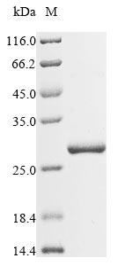 Moringa oleifera Chitin-binding protein 3 protein
