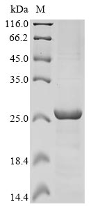 Recombinant Human Excitatory amino acid transporter 1 (SLC1A3), partial