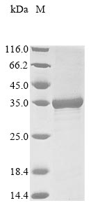 Recombinant Thermotoga maritima 5-keto-L-gluconate epimerase (iolO)