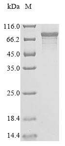 Recombinant Human ORC ubiquitin ligase 1 (OBI1), partial