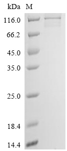 Recombinant Gossypium hirsutum Cellulose synthase (LOC107958683) (S143G)