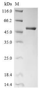 Recombinant Human Enoyl-CoA hydratase, mitochondrial (ECHS1)