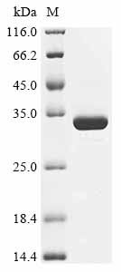 Recombinant Bordetella bronchiseptica Pertussis toxin subunit 1 homolog (ptxA)