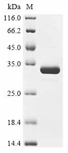 Recombinant Bordetella parapertussis Pertussis toxin subunit 1 homolog (ptxA)