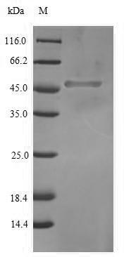 Human SOX2 protein