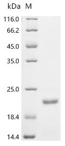 Recombinant Trichoderma harzianum Endo-1,4-beta-xylanase