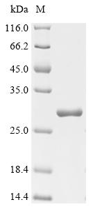 Recombinant Trichoderma harzianum Endo-1,4-beta-xylanase