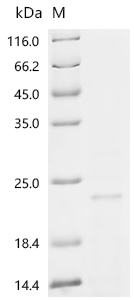 Recombinant Aspergillus niger Endo-1,4-beta-xylanase 5 (XYN5)