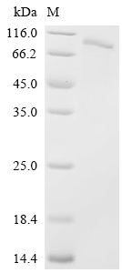 Recombinant Crimean-Congo hemorrhagic fever virus Envelopment polyprotein (GP), partial