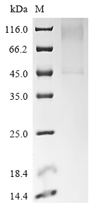 Recombinant Orthohantavirus hantanense Envelopment polyprotein, partial