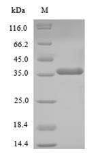 Human NANOG protein
