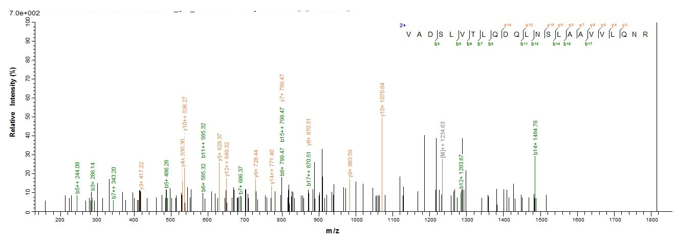 Human ERVW-1 protein