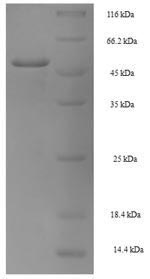 Human NANOG protein