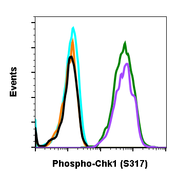 Phospho-Chk1 (Ser317) rabbit mAb Antibody