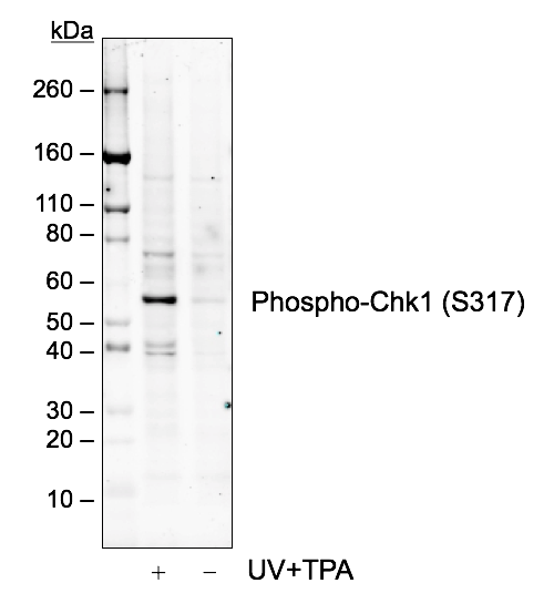 Phospho-Chk1 (Ser317) rabbit mAb Antibody