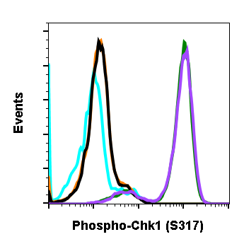 Phospho-Chk1 (Ser317) rabbit mAb Antibody