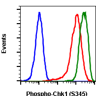 Phospho-Chk1 (Ser345) rabbit mAb Antibody