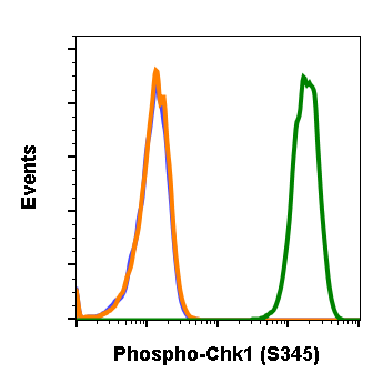 Phospho-Chk1 (Ser345) rabbit mAb Antibody