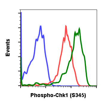 Phospho-Chk1 (Ser345) rabbit mAb Antibody