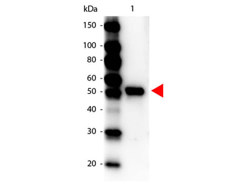 PRC1 Antibody (HRP)