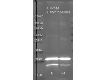 gdhB Antibody (Biotin)