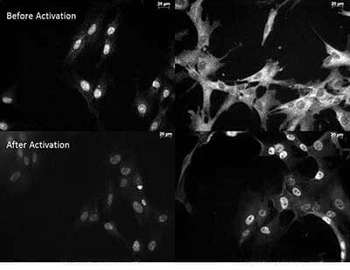 RELA Antibody