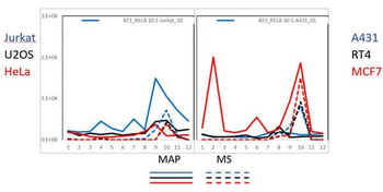 RELA Antibody