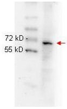 RELA Antibody