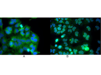 RELA Antibody