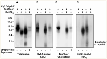 Apoa1 Antibody