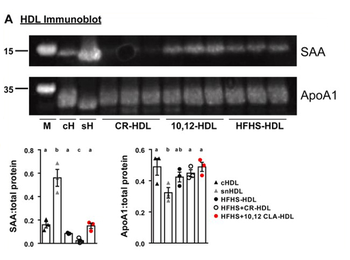 Apoa1 Antibody