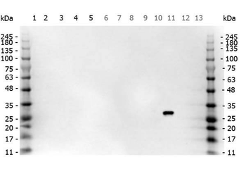 GFP Antibody