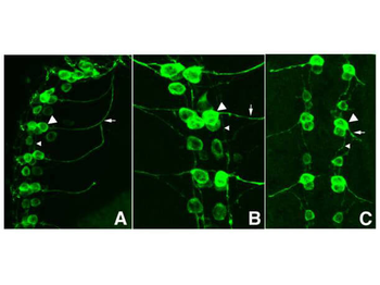 GFP Antibody
